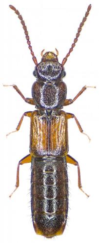 Réf. 189 131 : Siagonium quadricorne